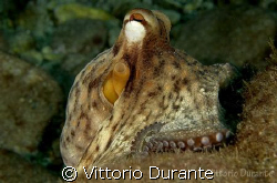 Octopus Vulgaris by Vittorio Durante 